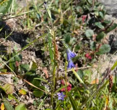 Arctic Harebell thumbnail 3