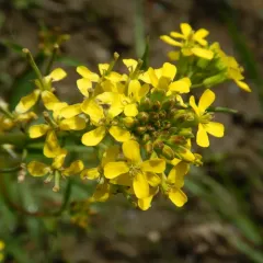 small-flower prairie wallflower thumbnail 1