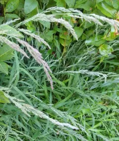 Mexican Muhly thumbnail 2