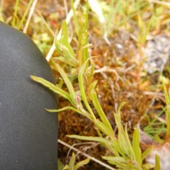 Marsh Speedwell thumbnail 3