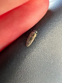 Sphenoptera jugoslavica thumbnail 3