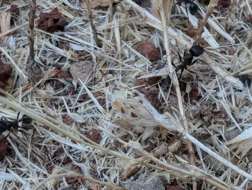 Andre's Harvester Ant