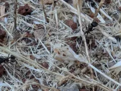 Andre's Harvester Ant thumbnail 1
