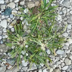 Goose Grass thumbnail 4