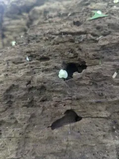 Crepidotus malachius thumbnail 4