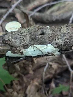 Skeletocutis semipileata thumbnail 2
