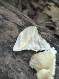 Tyromyces galactinus thumbnail 3