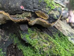Fulvifomes johnsonianus thumbnail 2