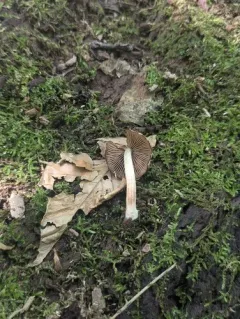 Psathyrella septentrionalis thumbnail 2