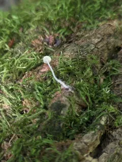rancid bonnet thumbnail 3