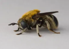 Greater Ant Fly thumbnail 2