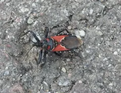 Mountain Bee Assassin thumbnail 1