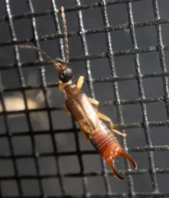 Lesser Earwig thumbnail 4