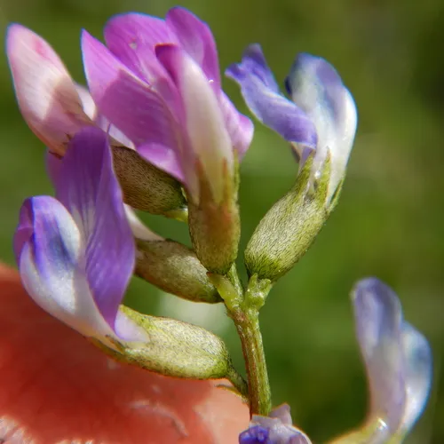 Bodin's Milkvetch