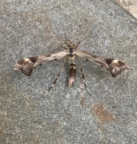 Comstock's Plume Moth