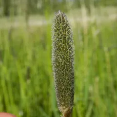 Meadow Foxtail thumbnail 3