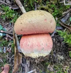 Red-pored Bolete thumbnail 4