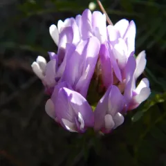 field milkvetch thumbnail 2