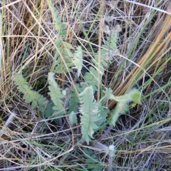 Nodding Locoweed thumbnail 3