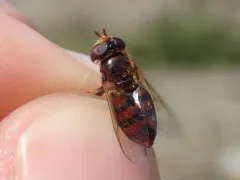 Red-tailed Aphideater thumbnail 2