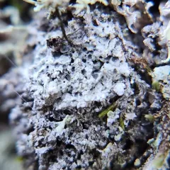 Cowpie Lichen thumbnail 2