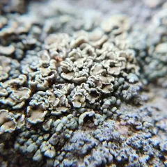 Opinicon Rock-posy Lichen thumbnail 3