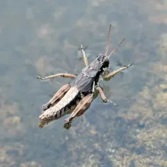 Forest Locust thumbnail 3