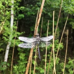 Common Baskettail thumbnail 4