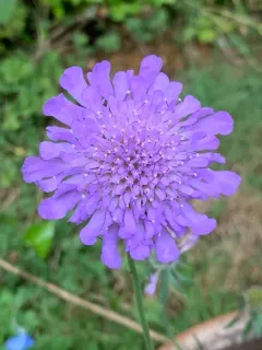 Sweet scabious thumbnail 2