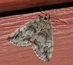 Transfigured Hydriomena Moth thumbnail 4