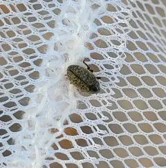 Lesser Knapweed Flower Weevil thumbnail 4