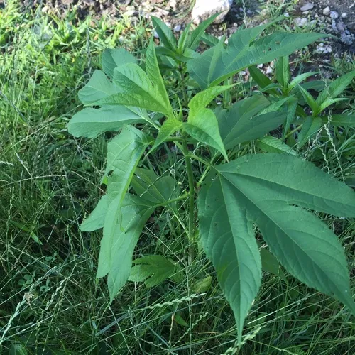 giant ragweed