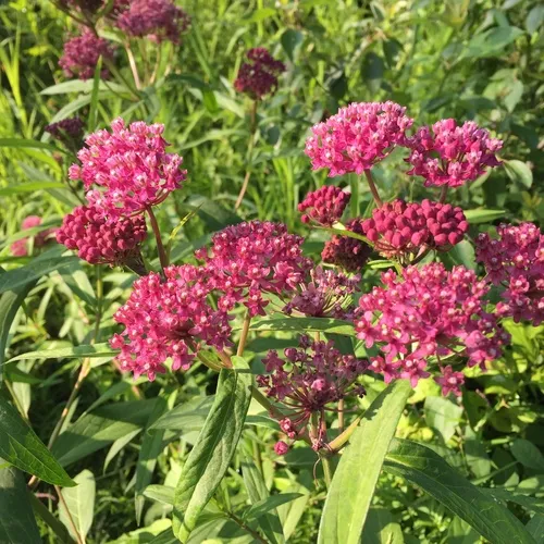 swamp milkweed