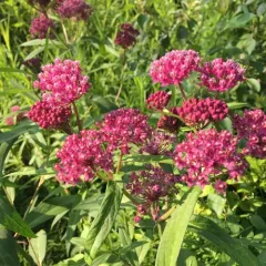 swamp milkweed thumbnail 1