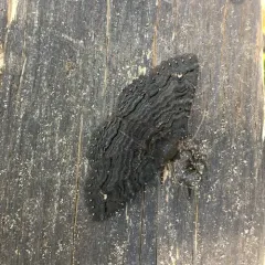 Black Zale Moth thumbnail 1