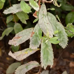 Podosphaera spiraeae-douglasii thumbnail 3