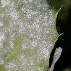 Erysiphe berberidis thumbnail 4