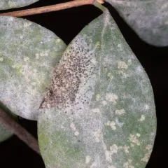 snowberry powdery mildew thumbnail 4