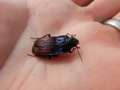 Notch-mouthed Ground Beetle thumbnail 1