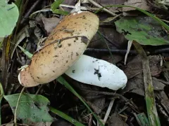 Russula lateritia thumbnail 2