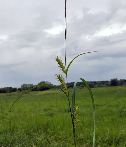 Hairy-fruit Sedge