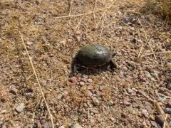 Yellow Mud Turtle thumbnail 4
