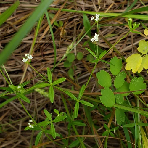Bluntleaf Bedstraw