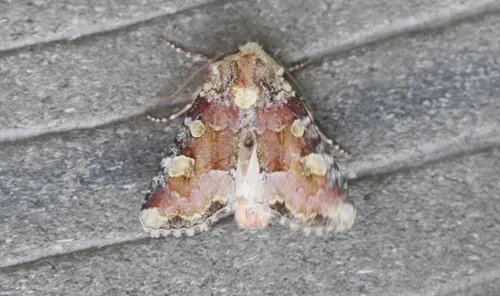 Violet Brocade Moth