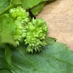 Maryland Sanicle thumbnail 3