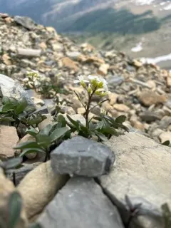 Cardamine rupicola thumbnail 2