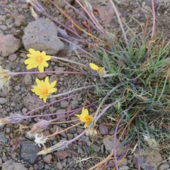 intermountain dandelion thumbnail 3