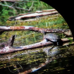 Northwestern Pond Turtle thumbnail 1