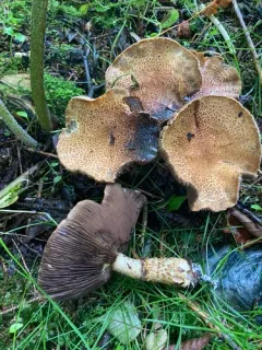 Stropharia scabella thumbnail 3