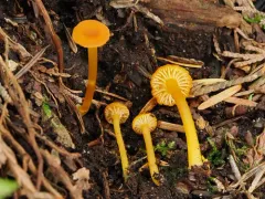 Hygrocybe glacialis thumbnail 1
